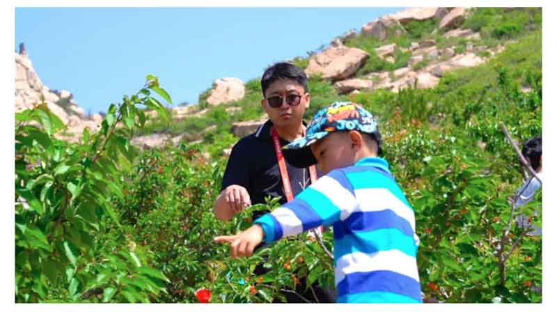 以节会友 赴一场樱桃的盛宴